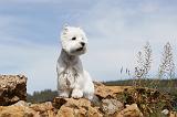 WESTIE 064